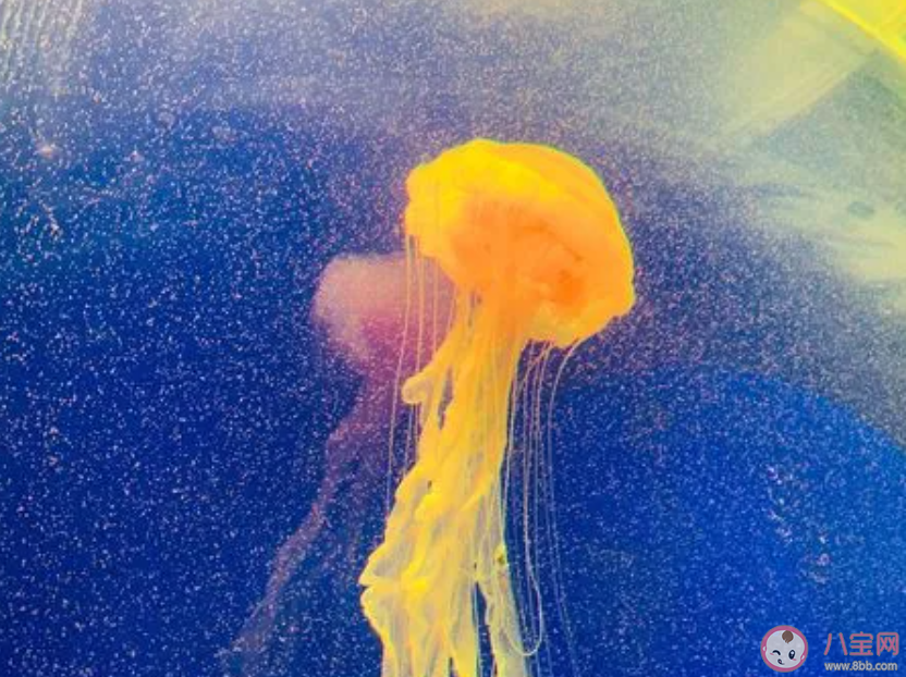 水母在地球上出現(xiàn)的時間比恐龍更早還是更晚 神奇海洋2月18日答案 水母在地球上出現(xiàn)的時間比恐龍更早還是更晚 神奇海洋2月18日答案