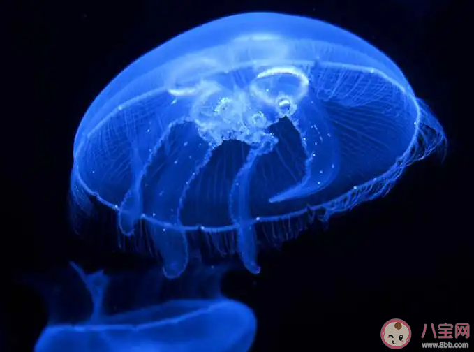 猜一猜海月水母因為以下哪種特征得名 神奇海洋2月19日答案 猜一猜海月水母因為以下哪種特征得名 神奇海洋2月19日答案