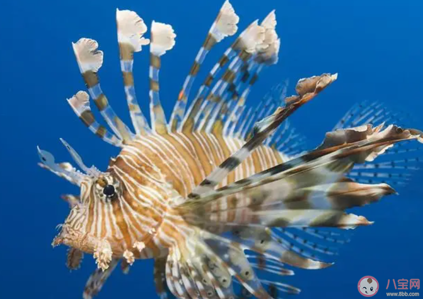 獅子魚又叫裳蚰主要是因為什么 神奇海洋2月20日答案