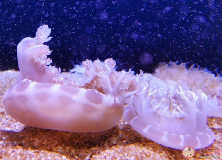 倒立水母會將觸須朝上方便怎樣 神奇海洋2月21日答案