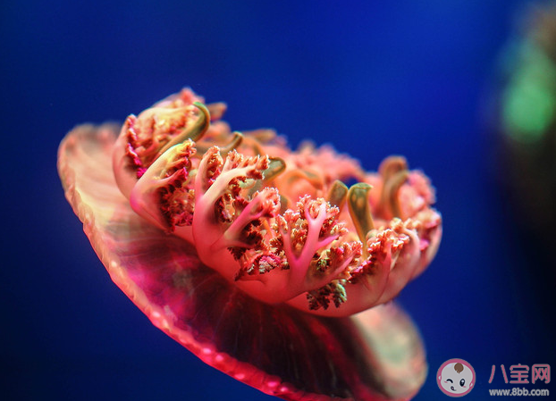 倒立水母會將觸須朝上方便怎樣 神奇海洋2月21日答案