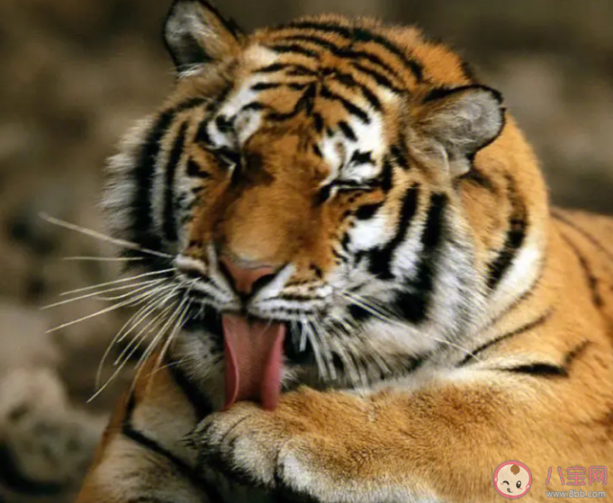 老虎通常有顏色鮮艷的斑紋猜猜主要作用是什么 螞蟻莊園2月22日答案