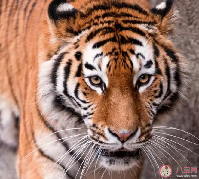 老虎通常有顏色鮮艷的斑紋猜猜主要作用是什么 螞蟻莊園2月22日答案