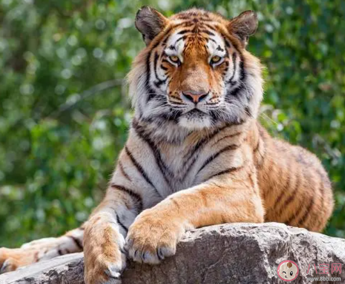 老虎通常有顏色鮮艷的斑紋猜猜主要作用是什么 螞蟻莊園2月22日答案