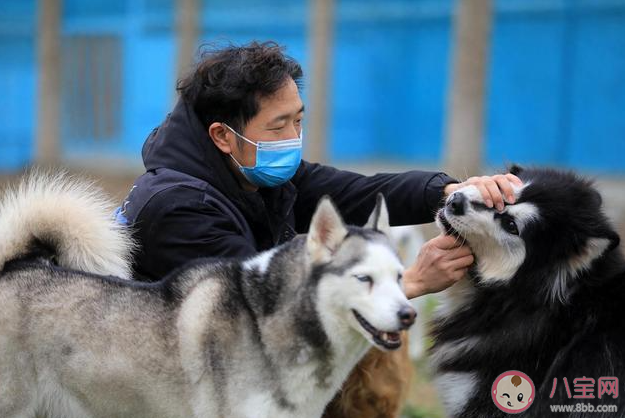 春節(jié)寄養(yǎng)一只貓要上萬(wàn)元嗎 過(guò)節(jié)回家期間寵物怎么處理