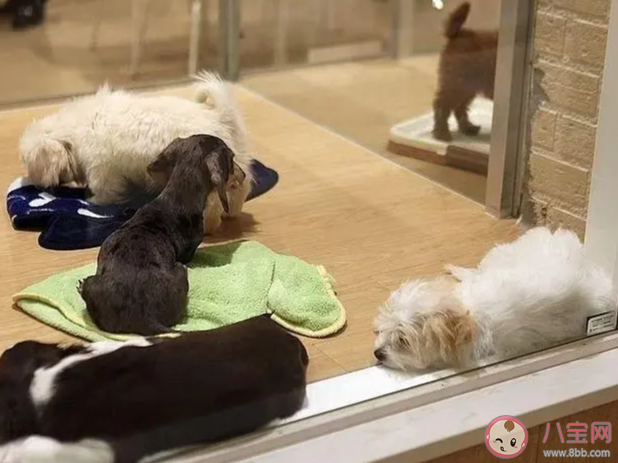 春節(jié)寄養(yǎng)一只貓要上萬(wàn)元嗎 過(guò)節(jié)回家期間寵物怎么處理