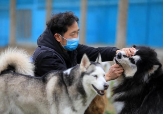 春節寄養一只貓要上萬元嗎 過節回家期間寵物怎么處理