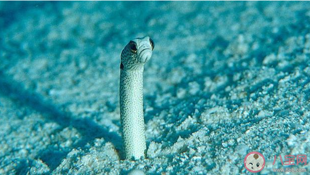 棲息在珊瑚沙中的花園鰻是一種什么動物 神奇海洋2月22日答案