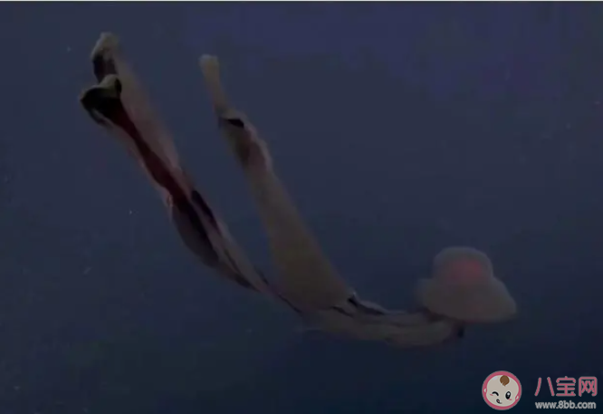 以下哪一項屬于深海大型水母 神奇海洋2月23日答案