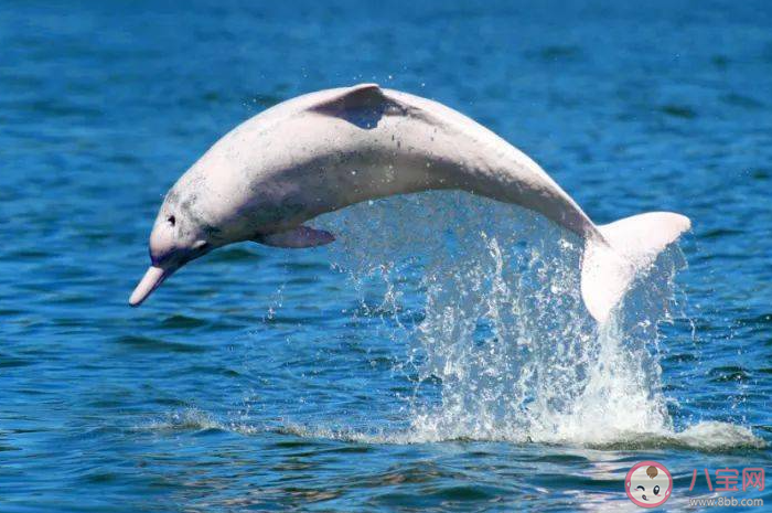 中華白海豚通?？雌饋硎欠奂t色的這是因為什么 神奇海洋2月26日答案