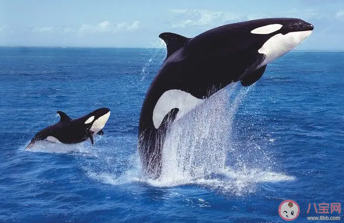 以下哪種海洋動物智商極高擁有強大的語言系統 神奇海洋2月27日答案