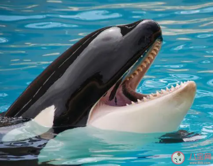 以下哪種海洋動物智商極高擁有強大的語言系統 神奇海洋2月27日答案