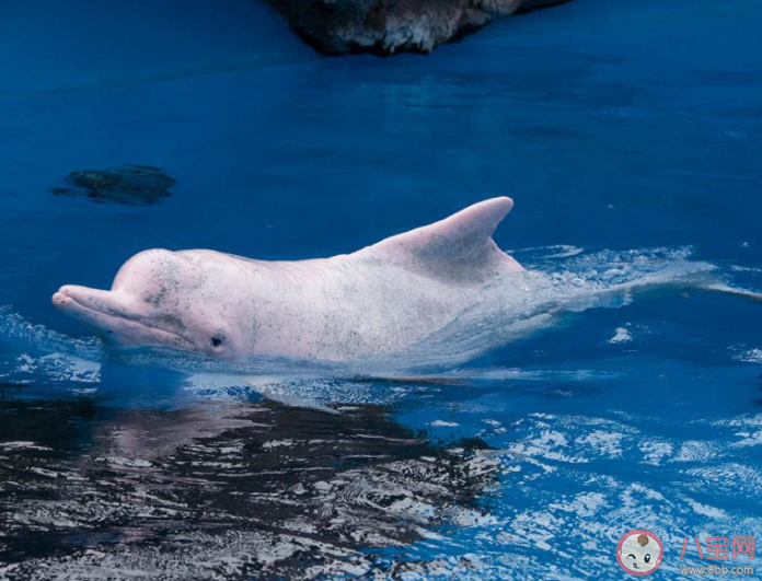 中華白海豚視力較差主要靠什么代替眼睛的功能 神奇海洋2月28日答案 中華白海豚視力較差主要靠什么代替眼睛的功能 神奇海洋2月28日答案