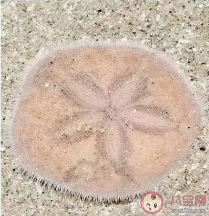 哪種海膽被稱為海錢 螞蟻莊園2月29日答案