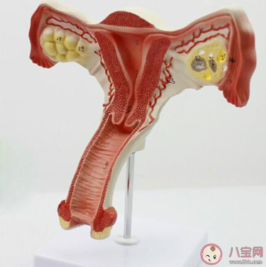 人流后支離破碎的子宮 人流會帶來哪些傷害