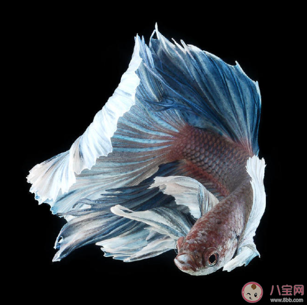 iPhone 6S包裝盒上是什么魚 iPhone 6S為什么停產了 iPhone 6S包裝盒上是什么魚 iPhone 6S為什么停產了