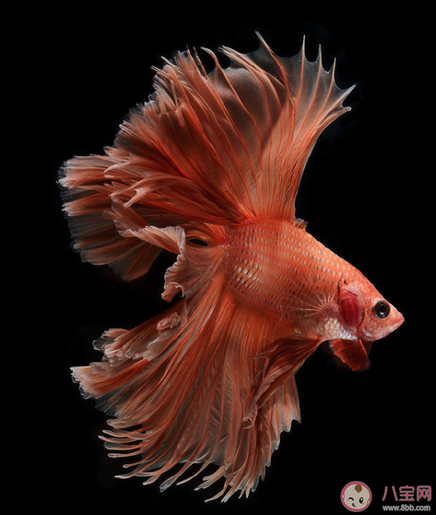 iPhone 6S包裝盒上是什么魚 iPhone 6S為什么停產了 iPhone 6S包裝盒上是什么魚 iPhone 6S為什么停產了