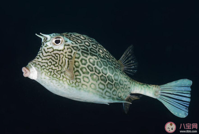 以下哪種海洋魚類被稱為盒子魚 神奇海洋3月4日答案 以下哪種海洋魚類被稱為盒子魚 神奇海洋3月4日答案