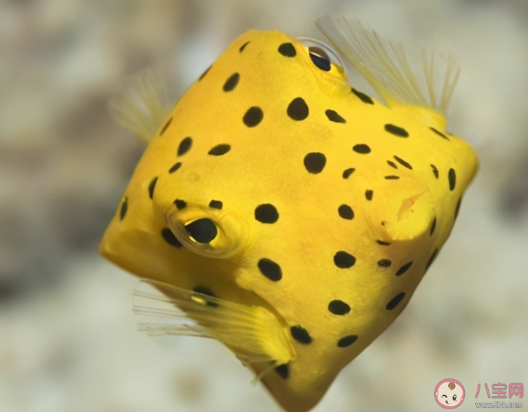 以下哪種海洋魚類被稱為盒子魚 神奇海洋3月4日答案 以下哪種海洋魚類被稱為盒子魚 神奇海洋3月4日答案