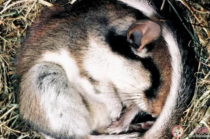 春季動(dòng)物蘇醒叫驚蟄那冬季動(dòng)物冬眠叫什么 螞蟻莊園3月5日答案