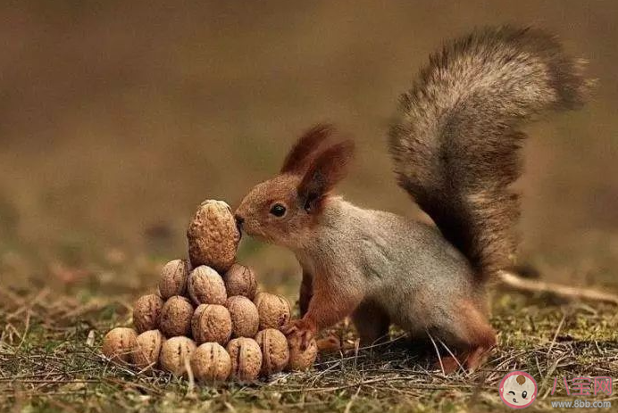 春季動(dòng)物蘇醒叫驚蟄那冬季動(dòng)物冬眠叫什么 螞蟻莊園3月5日答案