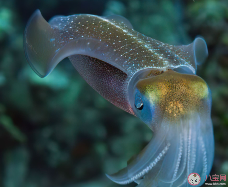 以下哪種海洋動物有海中火箭之稱 神奇海洋3月5日答案