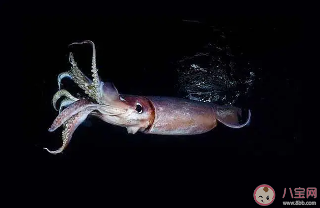 以下哪種海洋動物有海中火箭之稱 神奇海洋3月5日答案