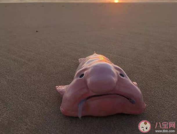 以下哪種海洋魚類有著憂傷魚的稱號 神奇海洋3月6日答案