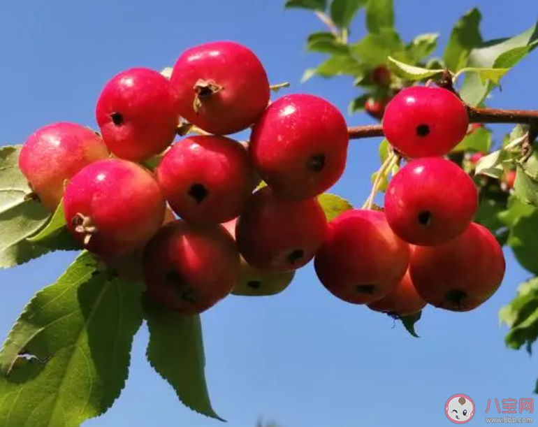 民間常說的山里紅其實是以下哪種果實的變種 螞蟻莊園3月7日答案 民間常說的山里紅其實是以下哪種果實的變種 螞蟻莊園3月7日答案