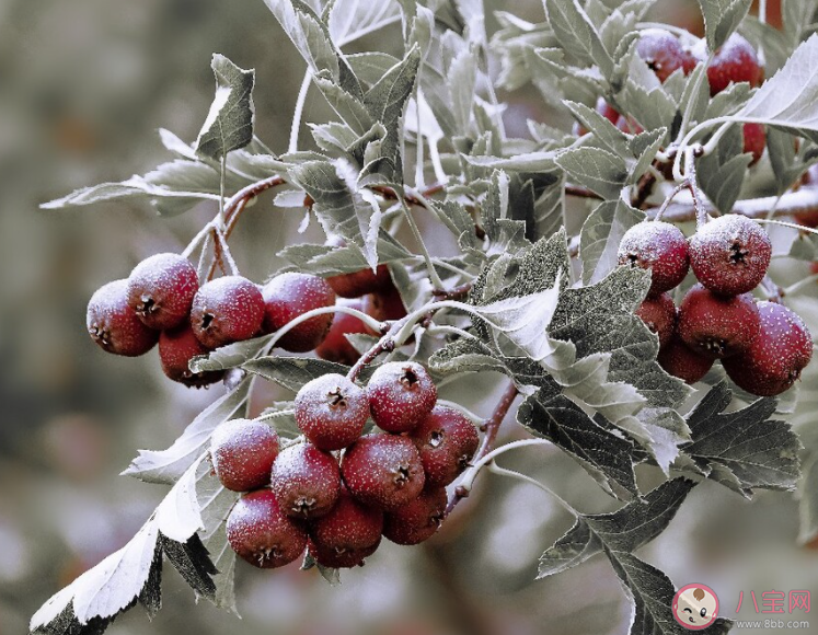 民間常說的山里紅其實是以下哪種果實的變種 螞蟻莊園3月7日答案 民間常說的山里紅其實是以下哪種果實的變種 螞蟻莊園3月7日答案