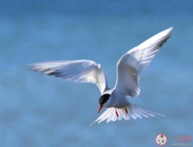 猜一猜以下哪種海鳥(niǎo)被稱為白晝鳥(niǎo) 神奇海洋3月8日答案
