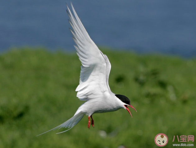 猜一猜以下哪種海鳥(niǎo)被稱為白晝鳥(niǎo) 神奇海洋3月8日答案