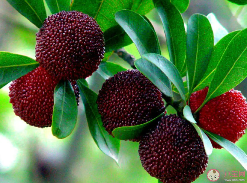 楊梅上市零售價每斤超100元是怎么回事 楊梅吃了有什么好處