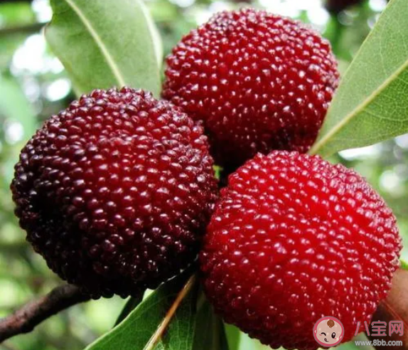 楊梅上市零售價每斤超100元是怎么回事 楊梅吃了有什么好處