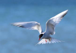 猜一猜以下哪種海鳥被稱為白晝鳥 神奇海洋3月8日答案