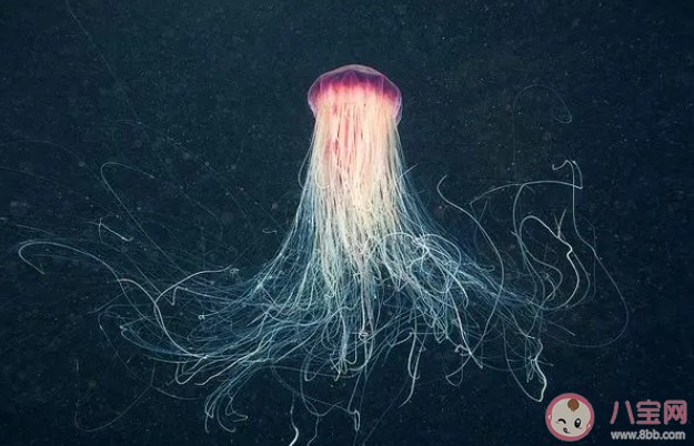 獅鬃水母之所以得名是因為什么 神奇海洋3月9日答案