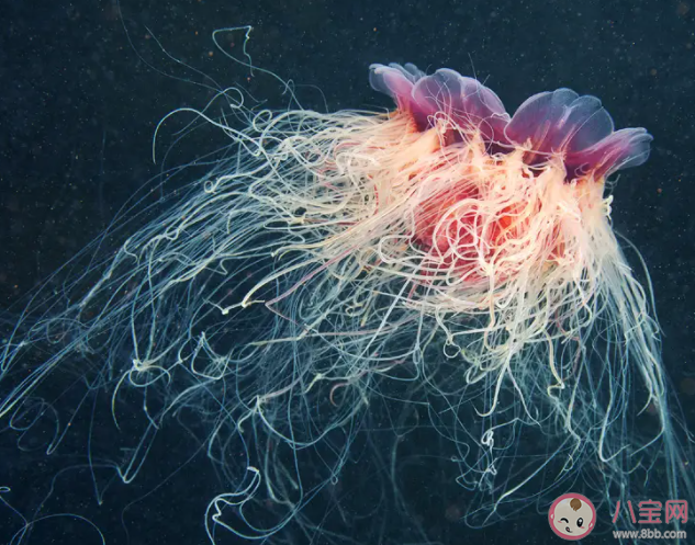 獅鬃水母之所以得名是因為什么 神奇海洋3月9日答案