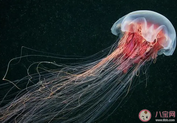 獅鬃水母之所以得名是因為什么 神奇海洋3月9日答案