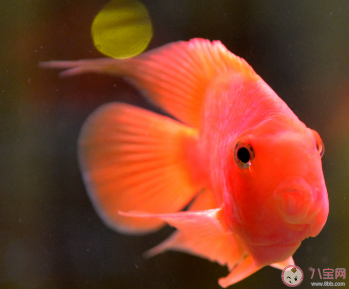 以下哪種魚睡覺時會用大泡泡把自己包圍起來 神奇海洋3月11日答案