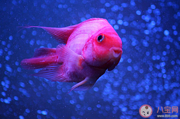 以下哪種魚睡覺時會用大泡泡把自己包圍起來 神奇海洋3月11日答案
