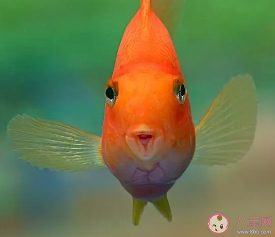 以下哪種魚睡覺時會用大泡泡把自己包圍起來 神奇海洋3月11日答案