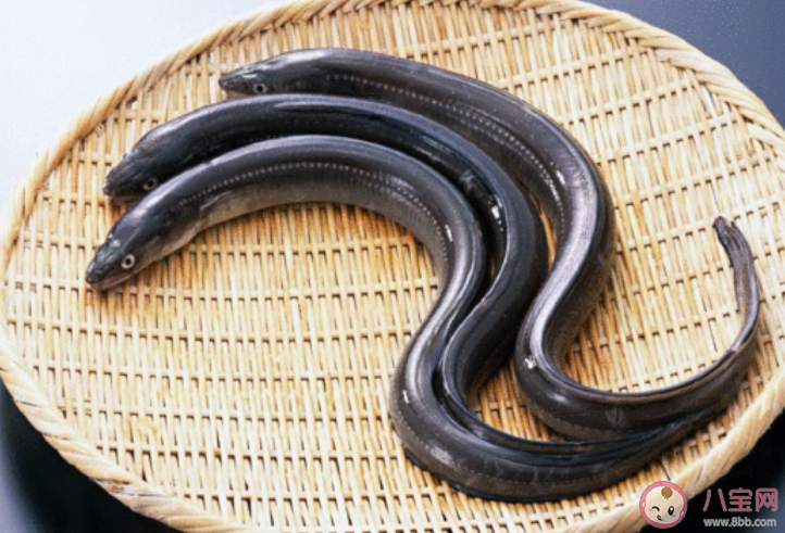 以下哪種魚類有鱔王之稱 神奇海洋3月12日答案