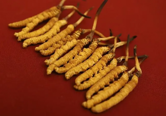 以次充好成蟲草市場(chǎng)重災(zāi)區(qū)嗎 買蟲草怎么挑選