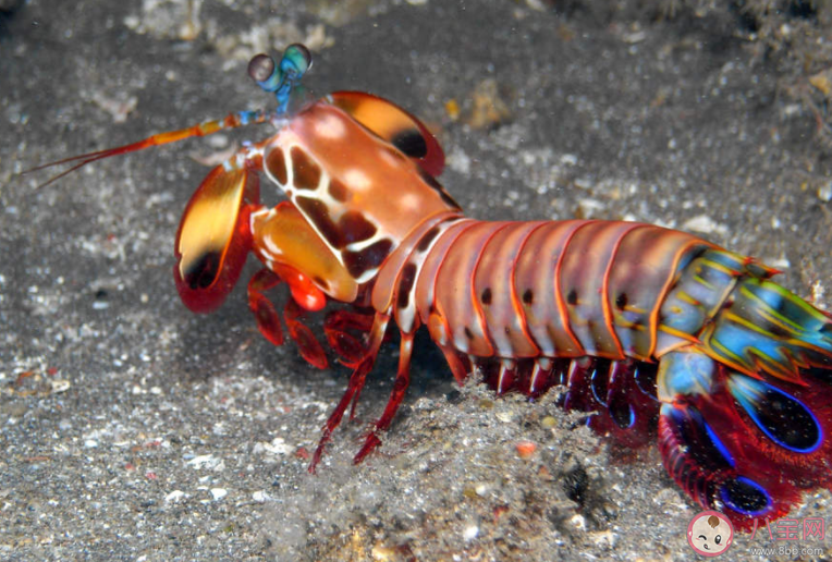 螳螂蝦之所以得名主要是因為什么 神奇海洋3月15日答案