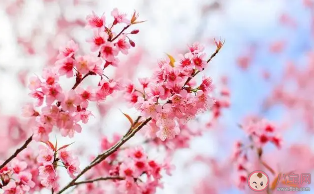 以下哪句詩描寫的是春日景象 螞蟻莊園3月16日答案