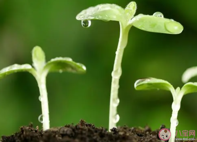 以下哪句詩描寫的是春日景象 螞蟻莊園3月16日答案