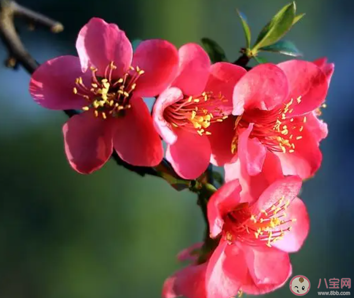 春分是踏青的好時節此時正值以下哪種花卉綻放 螞蟻莊園3月20日答案