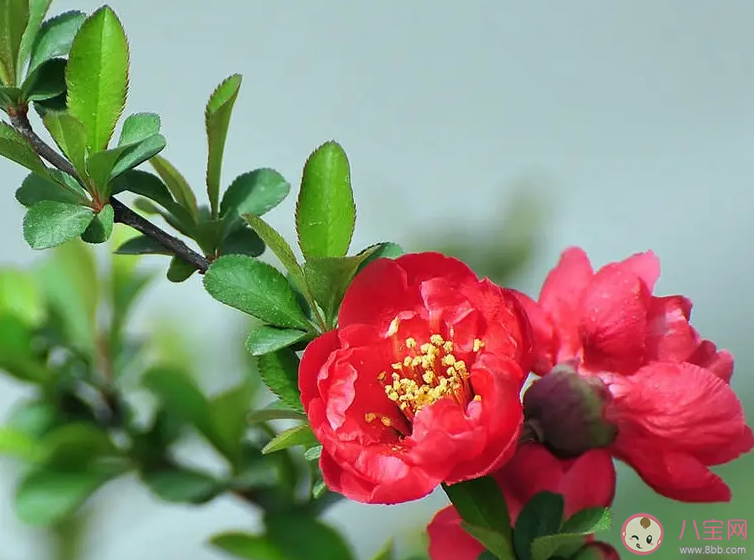 春分是踏青的好時節此時正值以下哪種花卉綻放 螞蟻莊園3月20日答案