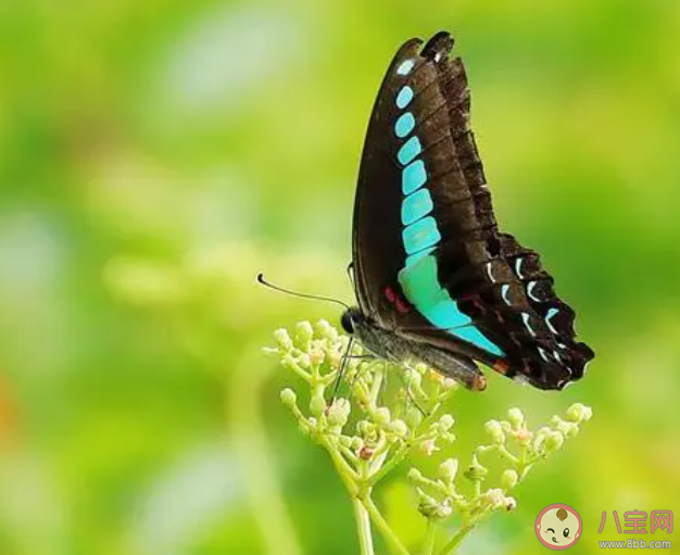 蝴蝶在雨中飛行時為什么翅膀不會被打濕 螞蟻莊園3月21日答案