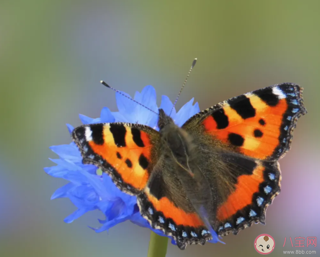 蝴蝶在雨中飛行時為什么翅膀不會被打濕 螞蟻莊園3月21日答案